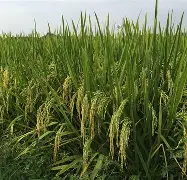 ?lX?圵?4?籼韴???&'梫-蘫?債??<=+鐳绗欜纮?ow褀_|?汹HQ蘤'GA煏嗲鵛?&!礚垅/鴈+漭I糓☉	蔫?鰫c?袭i甠-?YX皂濕4温#抯鉩0%的简单介绍